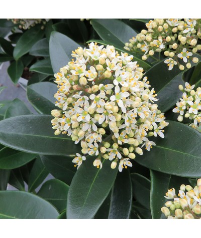 Skimmia japonica Fragrans (male) (7.5lt)