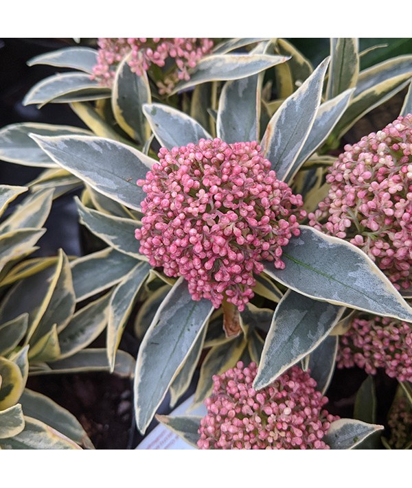 Skimmia japonica Magic Marlot (4.5lt)