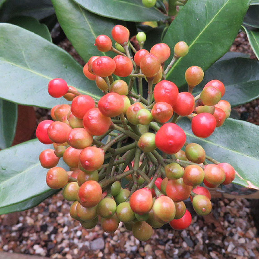 Skimmia japonica Pabella (female) (1.5lt)