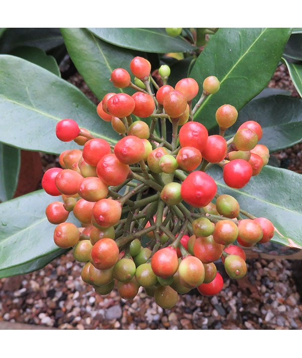 Skimmia japonica Pabella (female) (1.5lt)