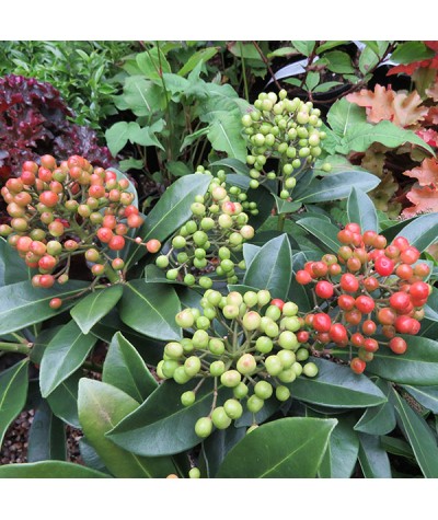 Skimmia japonica Pabella (female) (1.5lt)