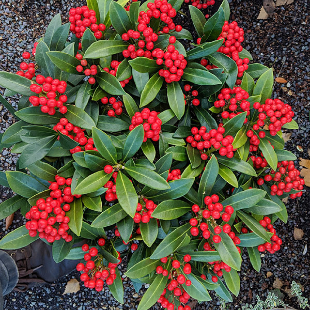 Skimmia japonica Pabella (female) (5lt)