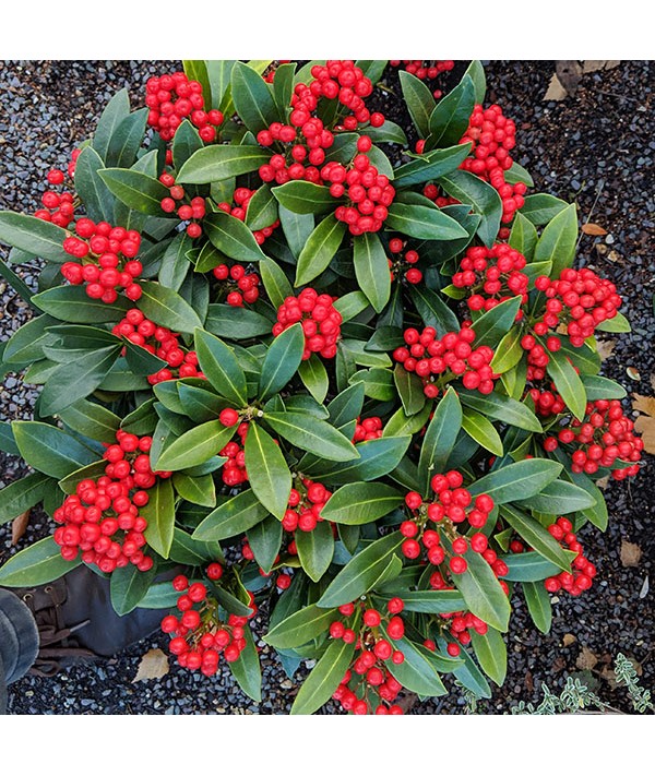 Skimmia japonica Pabella (female) (5lt)