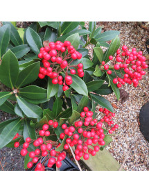 Skimmia japonica Pabella (female) (1.5lt)
