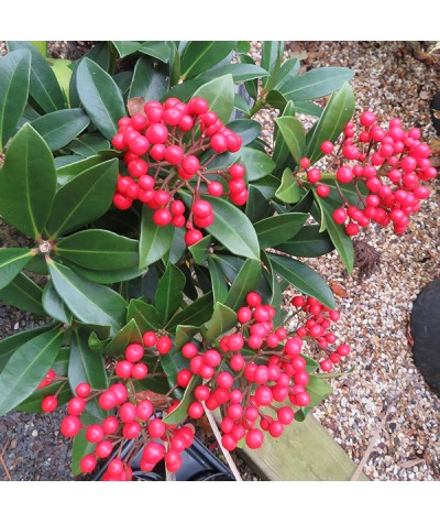 Skimmia japonica Pabella (female) (1.5lt)