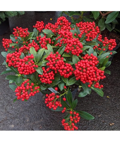 Skimmia japonica Pabella (female) (5lt)