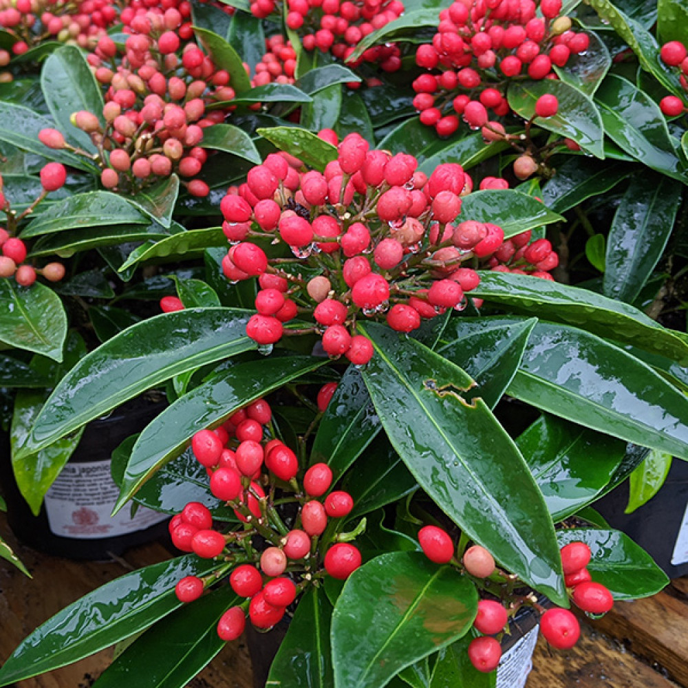 Skimmia japonica reevesiana (1.5lt)