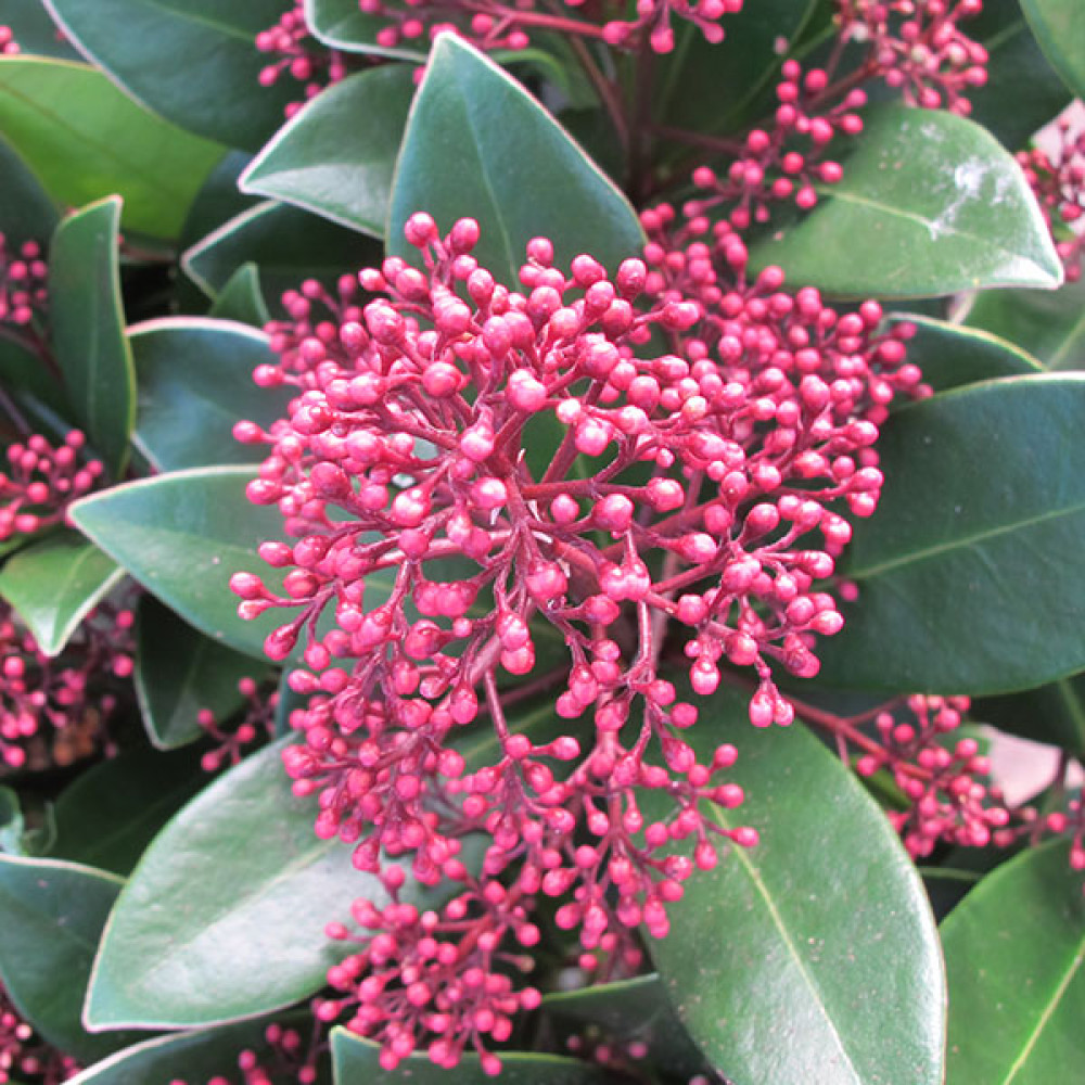 Skimmia japonica Rubella (male) (2lt)