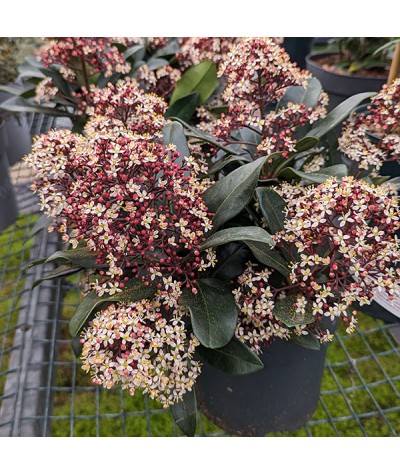 Skimmia japonica Rubella (male) (2lt)