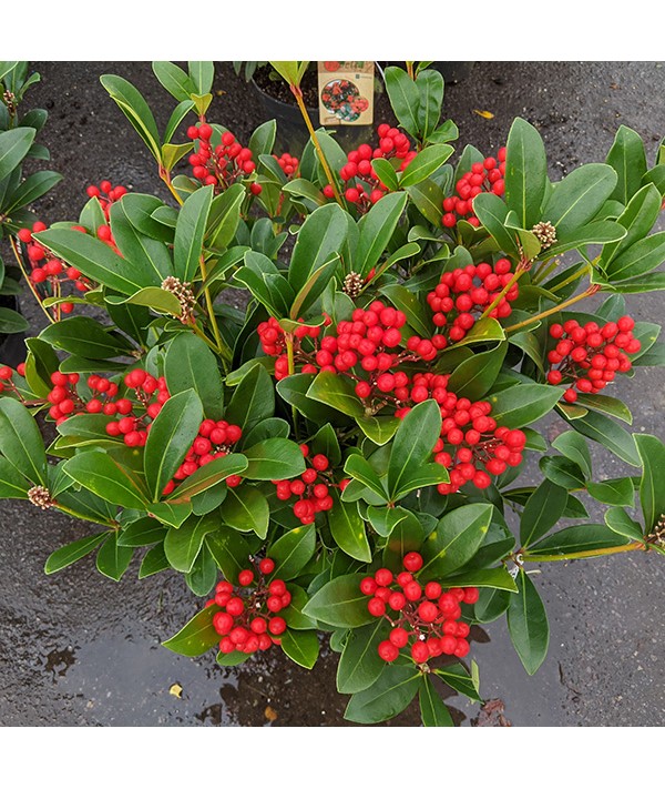 Skimmia japonica Temptation (3lt)