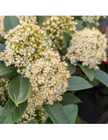 Skimmia japonica White Dwarf (male) (10lt)