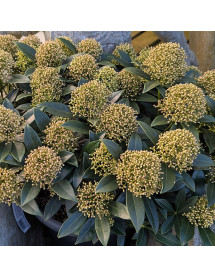 Skimmia japonica White Dwarf (male) (10lt)
