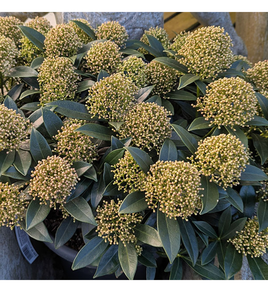 Skimmia japonica White Dwarf (male) (10lt)