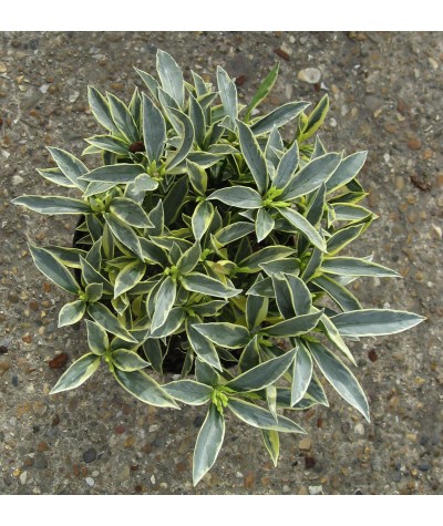 Skimmia japonica Magic Marlot (4.5lt)