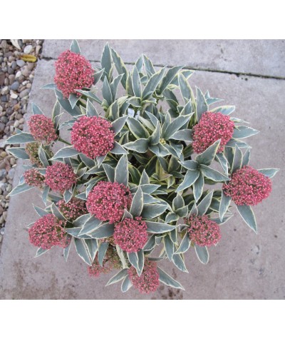 Skimmia japonica Magic Marlot (4.5lt)