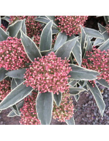Skimmia japonica Mystic Marlot (1lt)