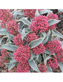 Skimmia japonica Mystic Marlot (1lt)