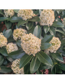 Skimmia japonica White Globe (m) (3lt)