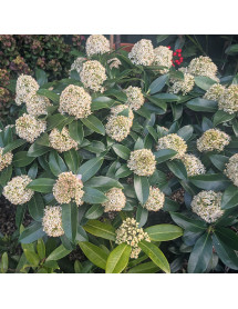 Skimmia japonica White Globe (m) (3lt)