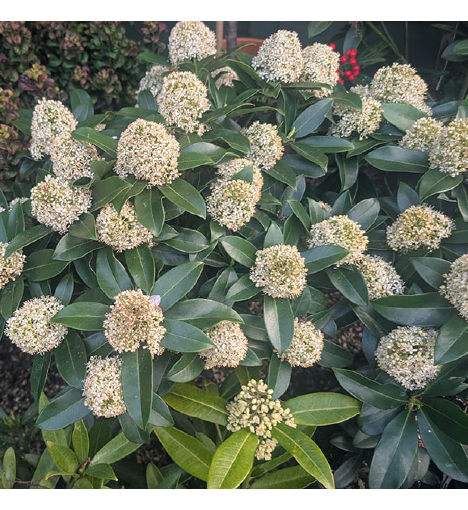 Skimmia japonica White Globe (m) (3lt)