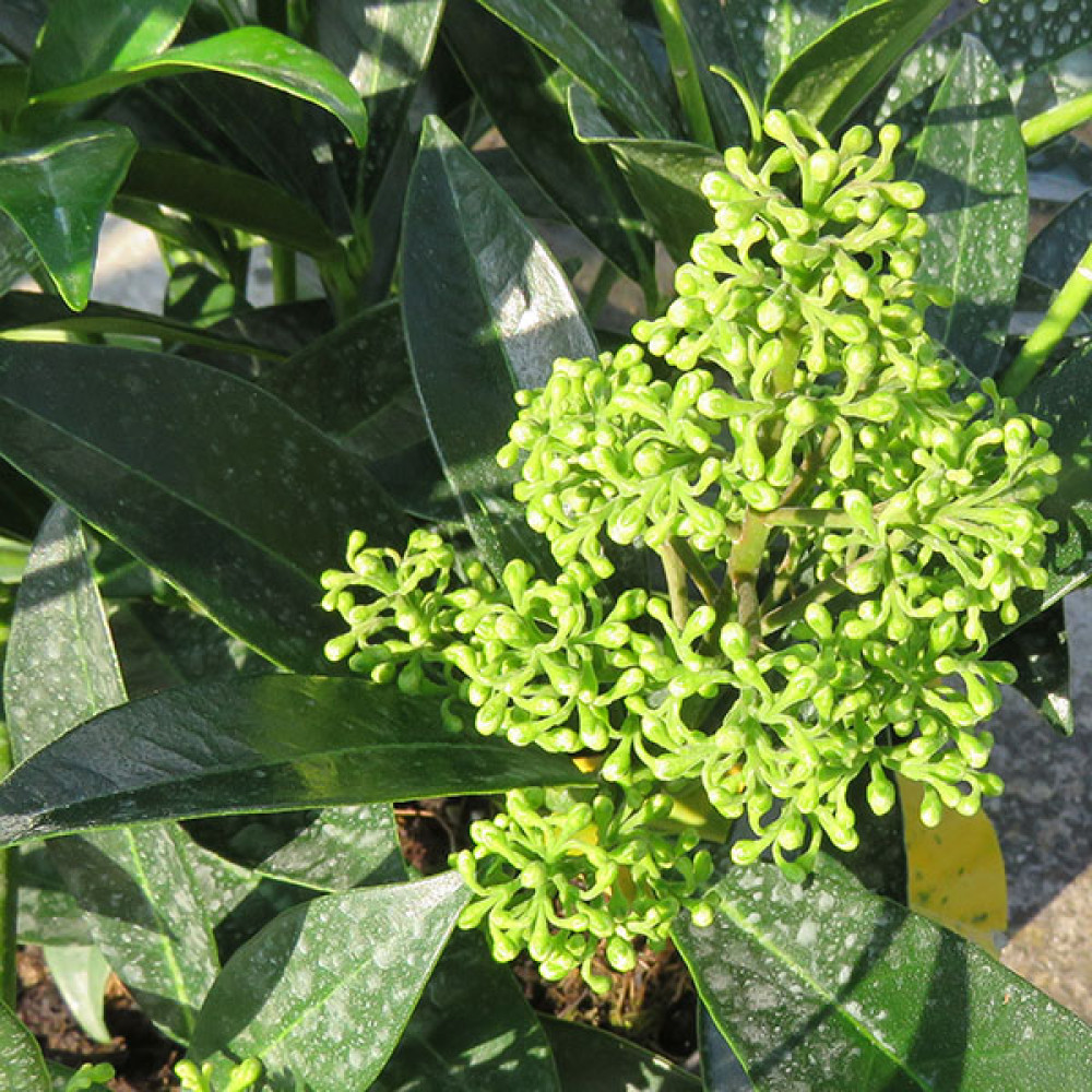 Skimmia x confusa Kew Green (male) (2lt)