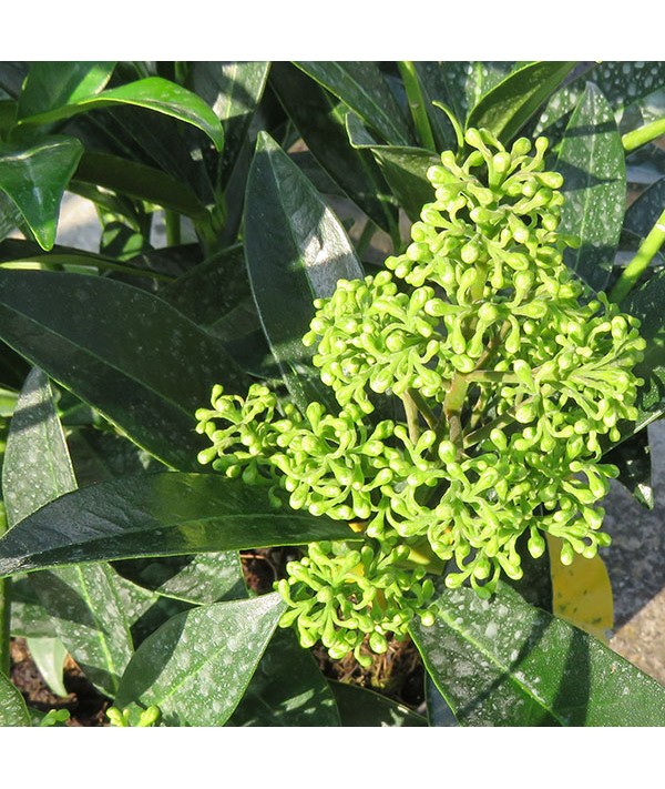 Skimmia x confusa Kew Green (male) (2lt) Skimmia x confusa Kew Green (male) (2lt)