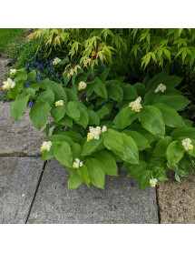 Maianthemum racemosum amplexicaule Emily Moody (Smilacina) (2lt)
