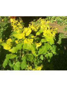 Smyrnium perfoliatum (9cm)