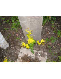 Smyrnium perfoliatum (9cm)