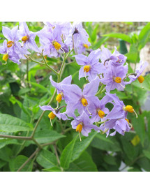Solanum crispum Glasnevin (3lt)