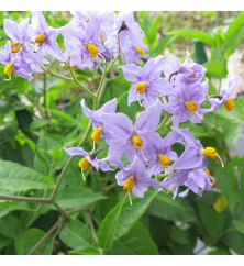 Cyphomandra corymbifolia (3lt)