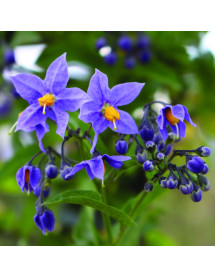 Solanum crispum Glasnevin (3lt)