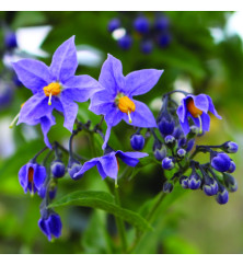 Cyphomandra corymbifolia (3lt) Cyphomandra corymbifolia (3lt)