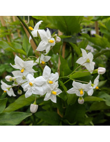 Solanum jasminoides Album (7lt)