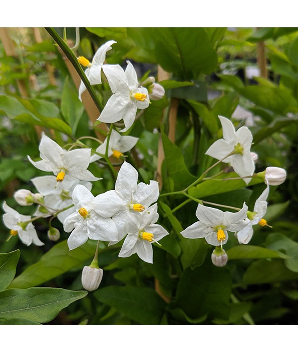 Solanum jasminoides Album (3lt)