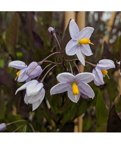 Solanum laxum (3lt)