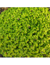 Soleirolia soleirolii (0.8lt)