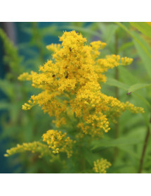 Solidago Goldkind (1lt) Solidago Goldkind (1lt)