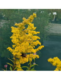 Solidago Yellow Stone (1lt)