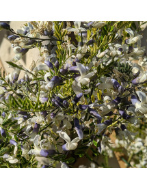 Sophora davidii (2lt)