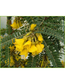 Sophora Sun King (3lt)