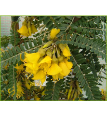Sophora Sun King (10lt)