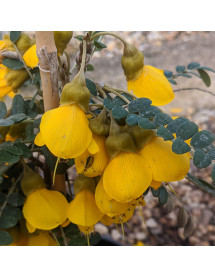 Sophora Sun King (3lt)