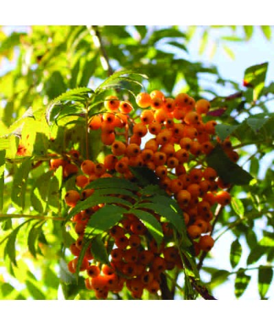 Sorbus Autumn Spire (Flanrock) (12lt)