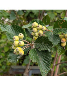 Sorbus aria (17.5lt) Sorbus aria (17.5lt)