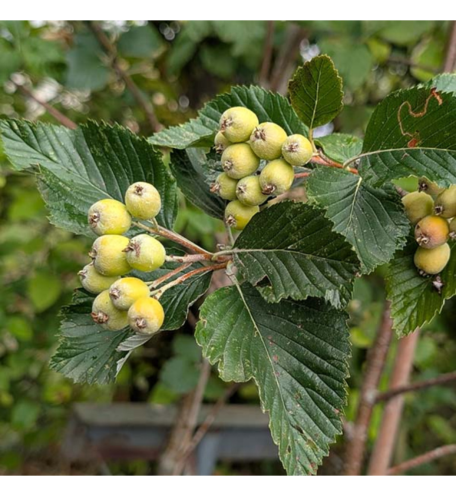Sorbus aria (17.5lt)