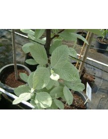 Sorbus aria Lutescens (17.5lt) Sorbus aria Lutescens (17.5lt)