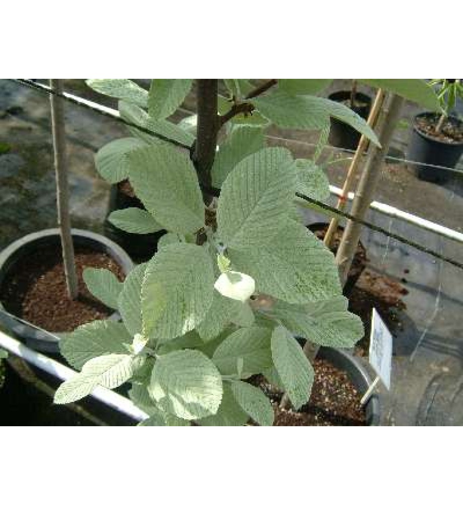 Sorbus aria Lutescens (17.5lt) Sorbus aria Lutescens (17.5lt)