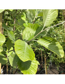 Sorbus aria Lutescens (13.5lt)