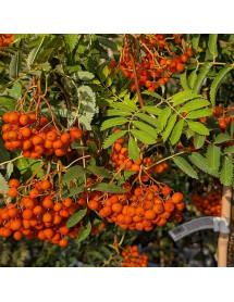 Sorbus aucuparia asplenifolia (17.5t)